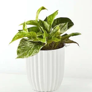Golden Pothos - FedEx