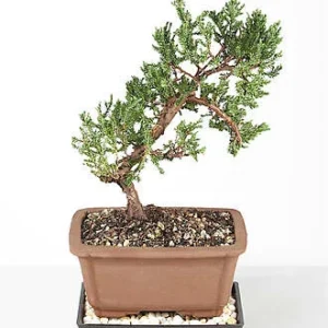Green Mound Juniper Bonsai - FedEx